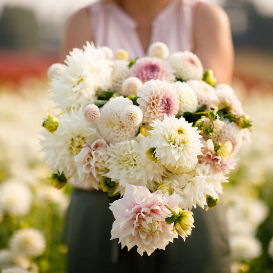 dahlia romantic mix