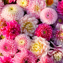 Vibrant red and pink Shirley Mix dahlias fully bloomed.