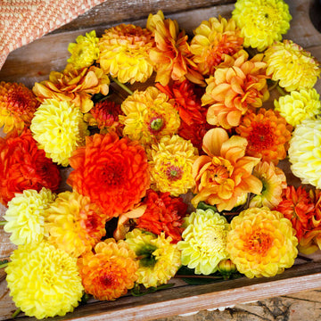 Dahlia Bulbs (Ball & Decorative) - Sunny Mix