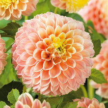 A close-up shot of a single Sweet Suzanne Dahlia flower, showcasing its delicate petals and vibrant colors.