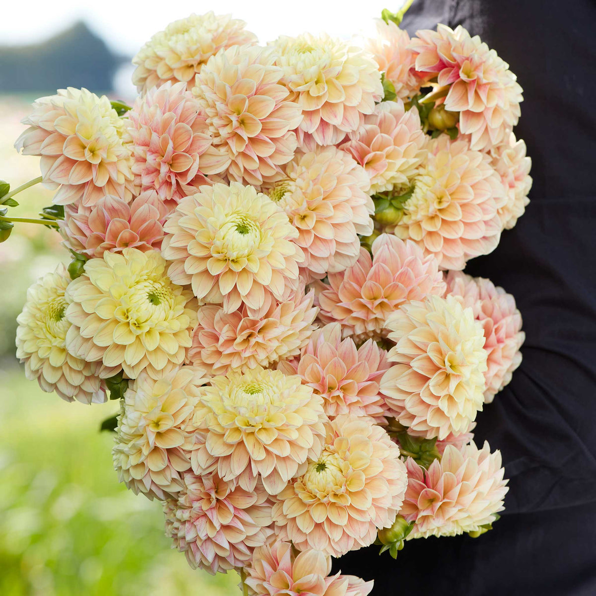 Dahlia Tubers - Sweet Suzanne | Dahlia Bulbs | Eden Brothers