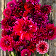 A display of red Swing Dance Mix dahlias on a wooden table showcasing the variety of types in the mix.