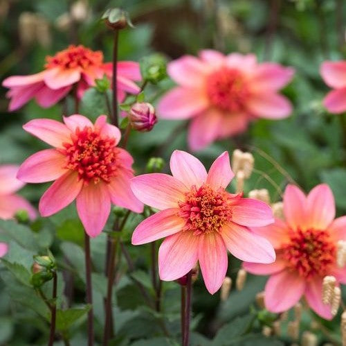 dahlia totally tangerine