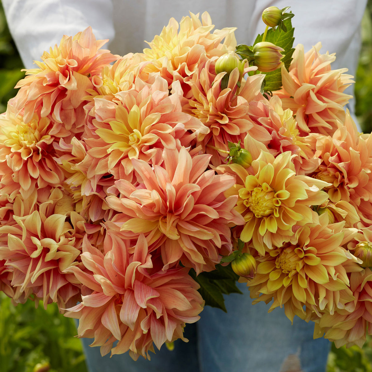 Dahlia Bulbs (Dinnerplate) Tyrell Dahlia Tubers Eden Brothers