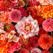Vibrant red and orange Victoria Garden Mix dahlias fully bloomed.