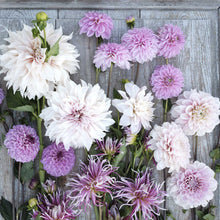 Vintage Violet Mix Dahlias freshly picked displayed on a wooded surface.