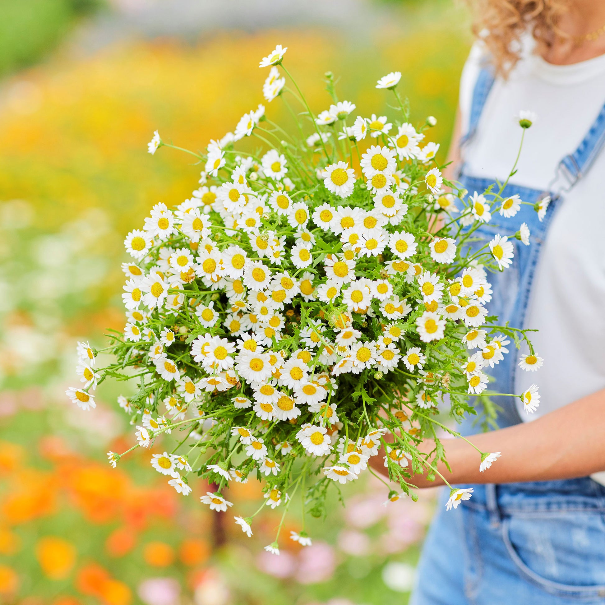 Daisy Seeds - Creeping Daisy, Flower Seeds in Packets & Bulk