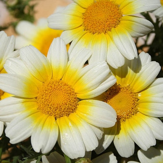 Transfixed Daisy Daisy Seeds (Heirloom) | Shop 8 Varieties | Eden Brothers