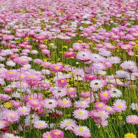 giant flowered paper daisy 