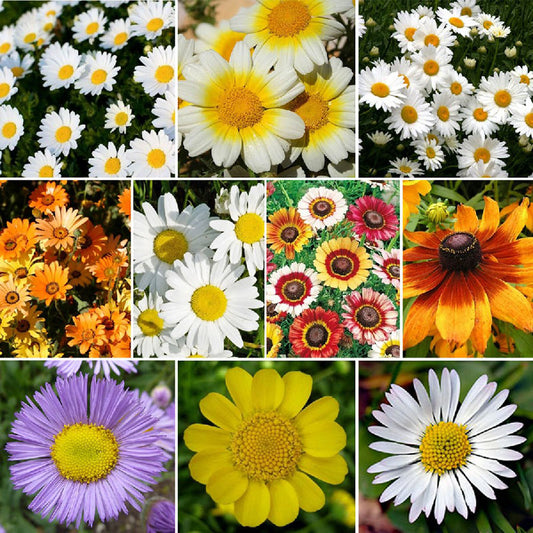 Transfixed Daisy Daisy Seeds | Shop 18 Varieties | Eden Brothers
