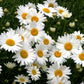 shasta daisy 