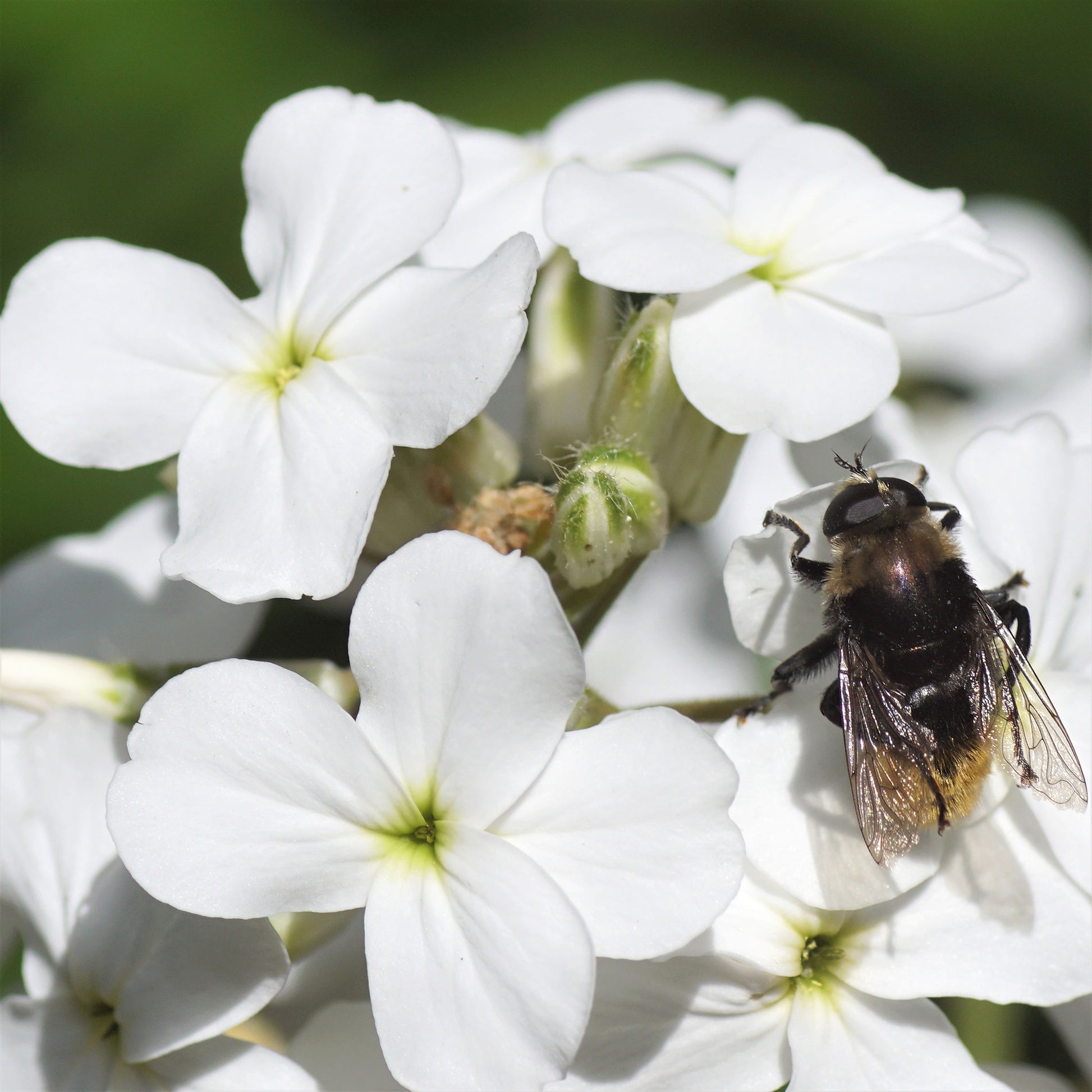 White dames rocket flower with yellow center and bee against a blurred green background.