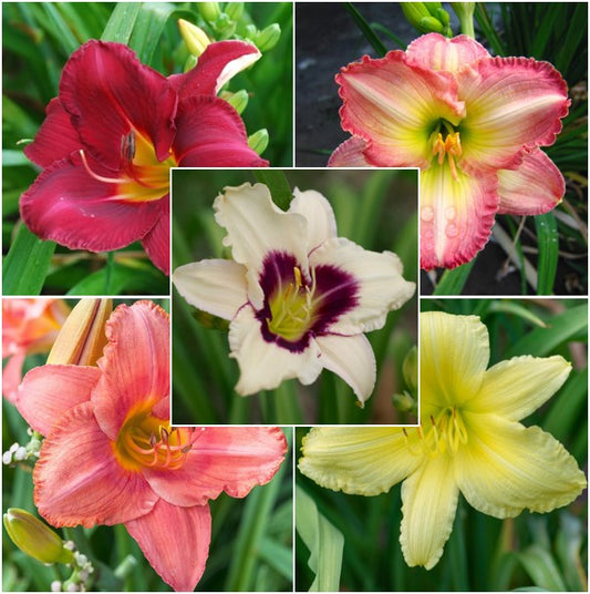 daylilies fragrant rebloomer mix