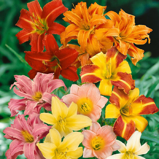 daylilies mix