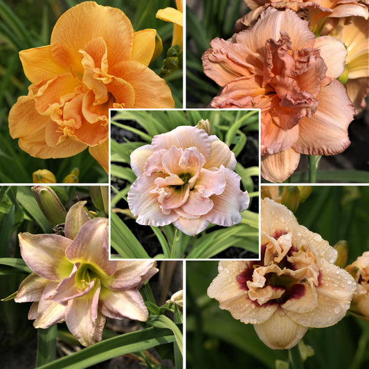 daylily romantic mix