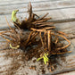 daylily roots
