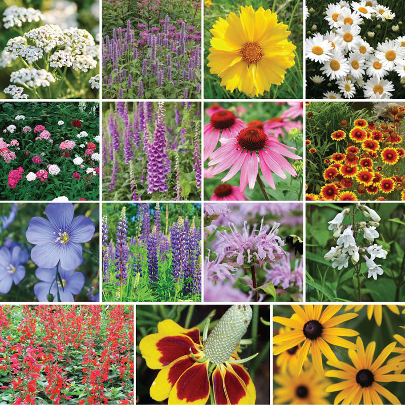 deer resistant perennial mix