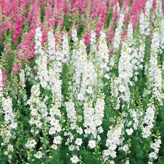 white king delphinium