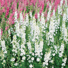 White king delphinium flowers on tall stems against a blurred green background.