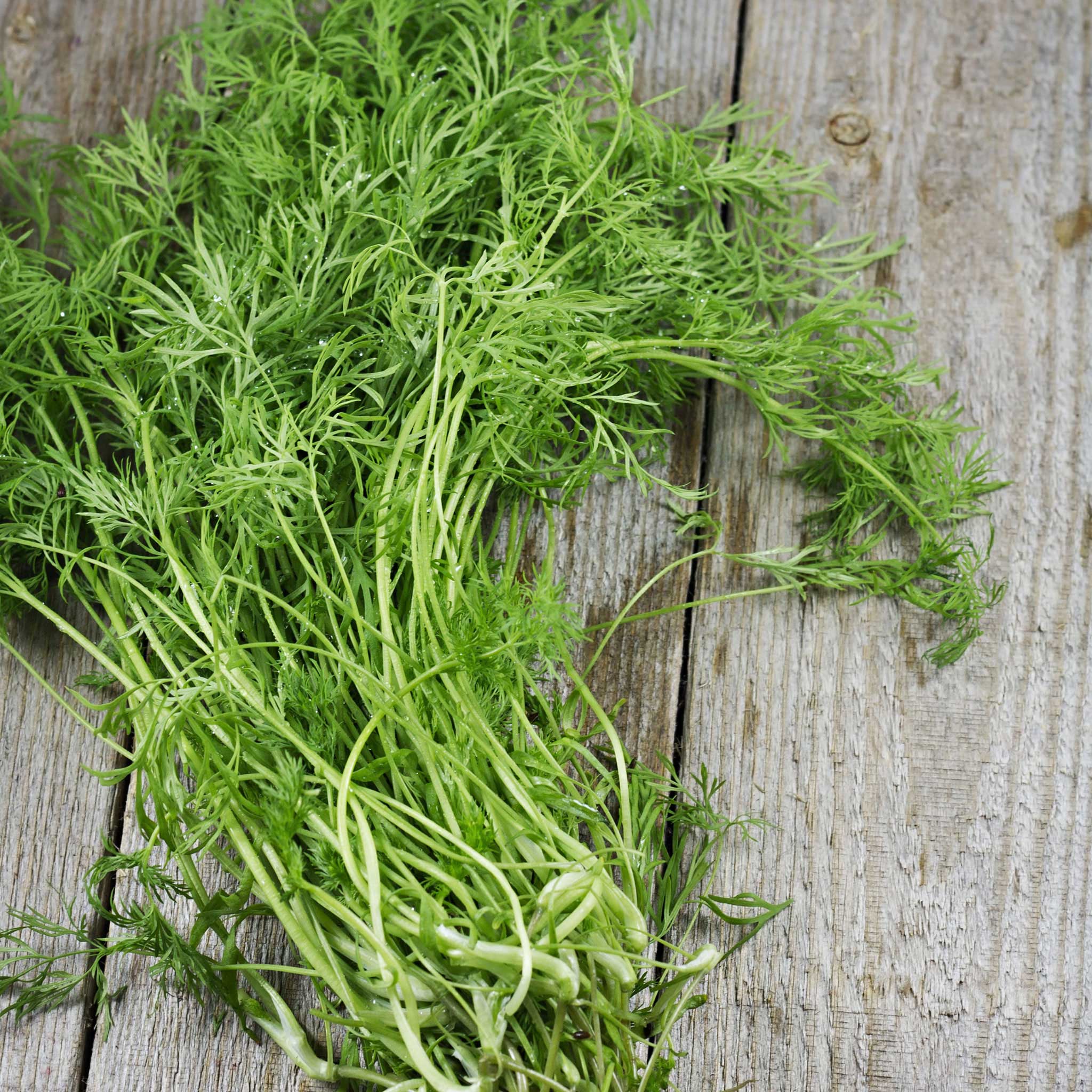 Bouquet Dill Seeds – Pepper Joe’s Bouquet Dill Seeds – Pepper Joe’s
