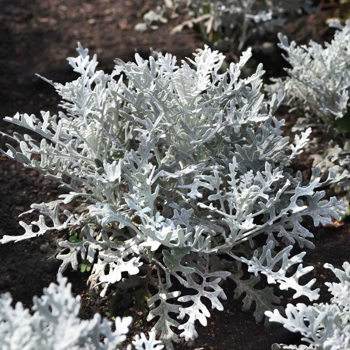 Dusty Blanke Dusty Miller