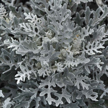 Silvery-gray, velvety, lace-like foliage of a Silverdust Dusty Miller plant.