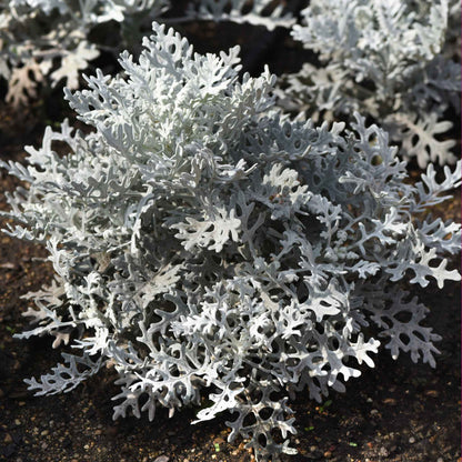 Close-up of lacy, silvery-white velvet foliage of a Dusty Miller Silverdust plant.