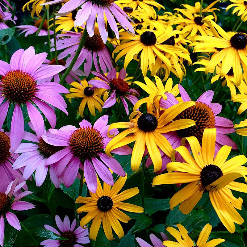 dynamic duo echinacea black eyed susan