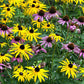 dynamic duo echinacea black eyed susan