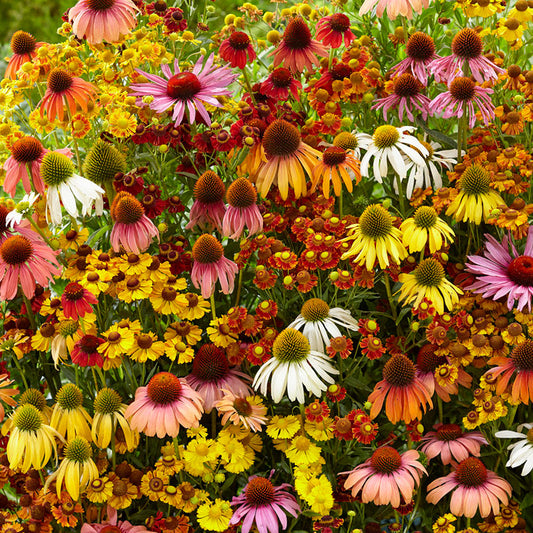 echinancea helenium mix