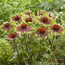 A vibrant, full bloom of an Echinacea 'Green Twister' flower with striking green petals fading to pink.