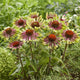 Echinacea Roots - Green Twister