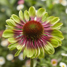 A close-up of a vibrant green twister echinacea flower, showcasing its unique twisted petals and prominent cone.