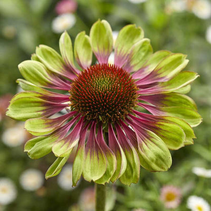 A close-up of a vibrant green twister echinacea flower, showcasing its unique twisted petals and prominent cone.