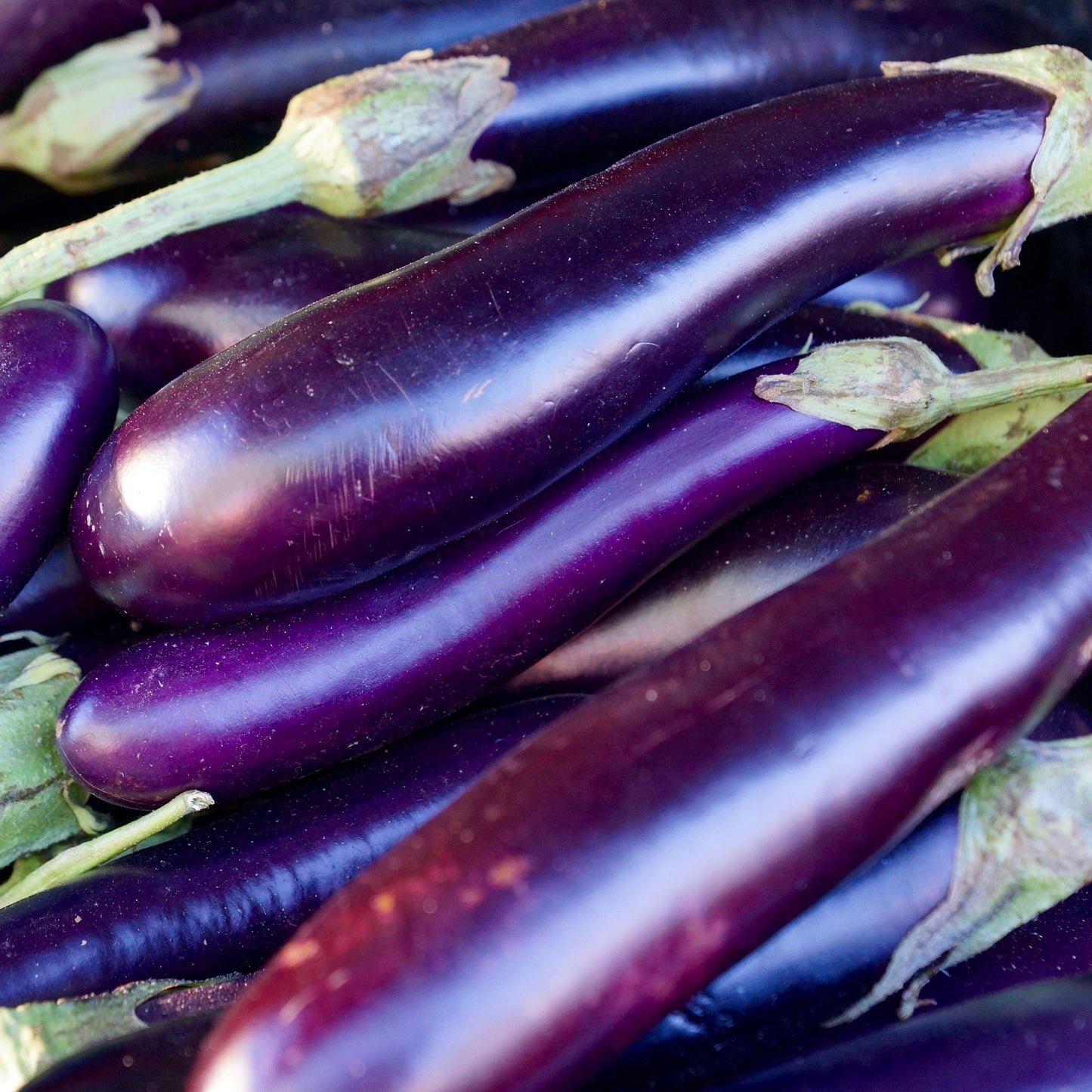 eggplant long purple