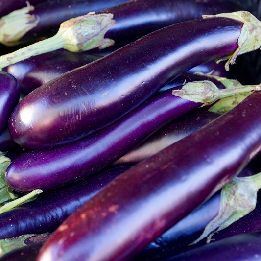 organic long purple eggplant