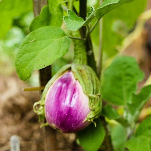 rosa bianca eggplant 