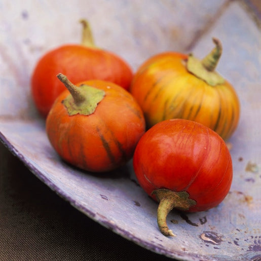 turkish orange eggplant 