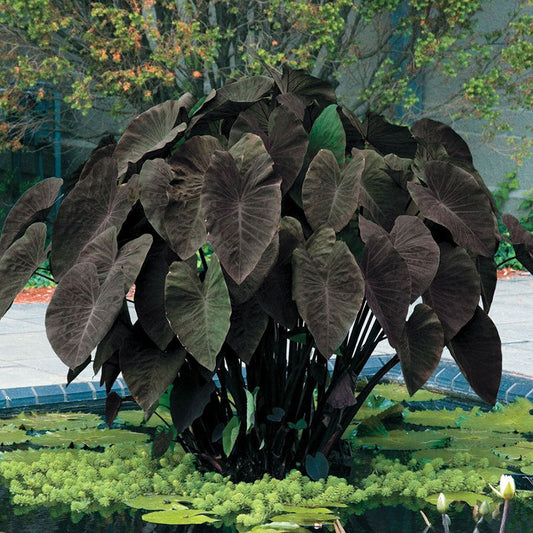 black magic elephant ears 