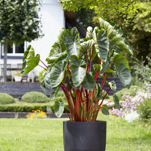 A potted Hawaiian Punch Elephant Ear with prominent green leaves  and red stems in a garden setting.