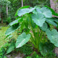 jumbo elephant ears 