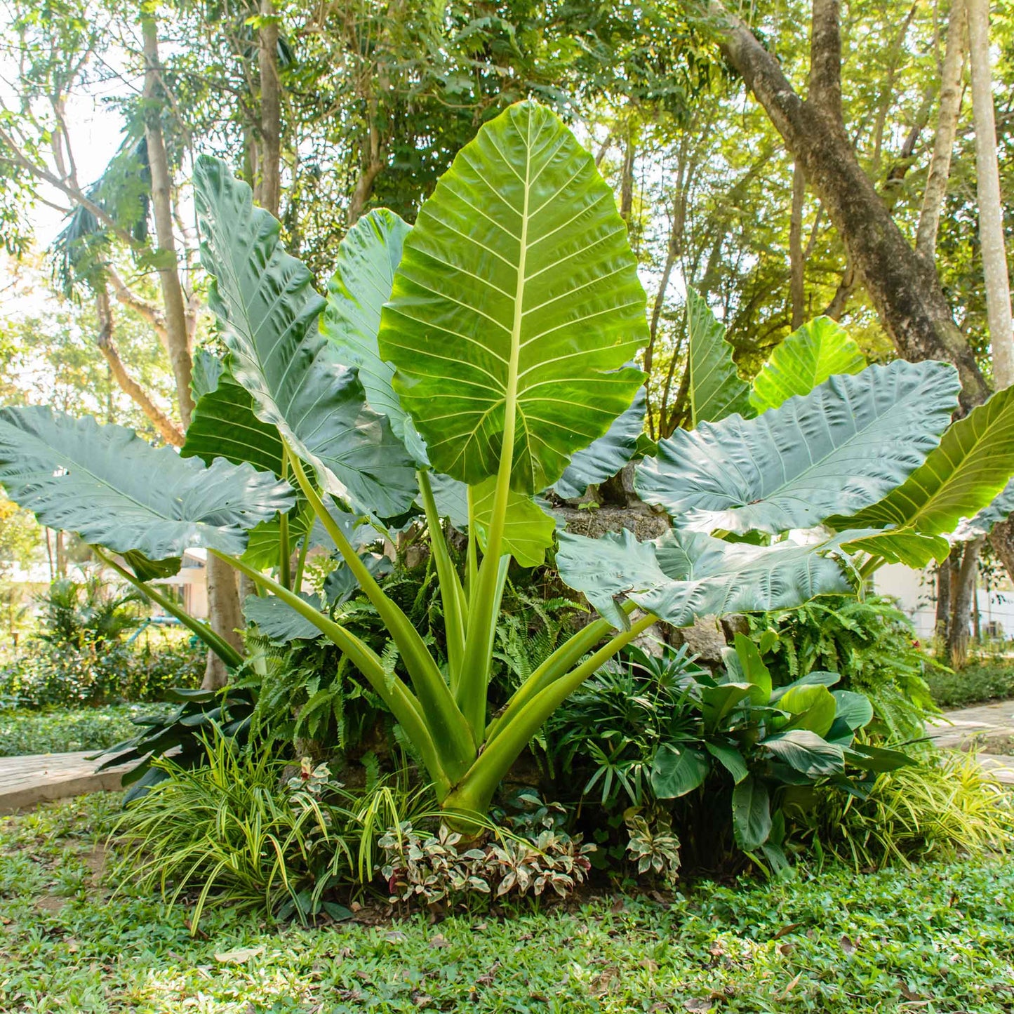 upright elephant ear