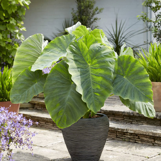 elephant ear