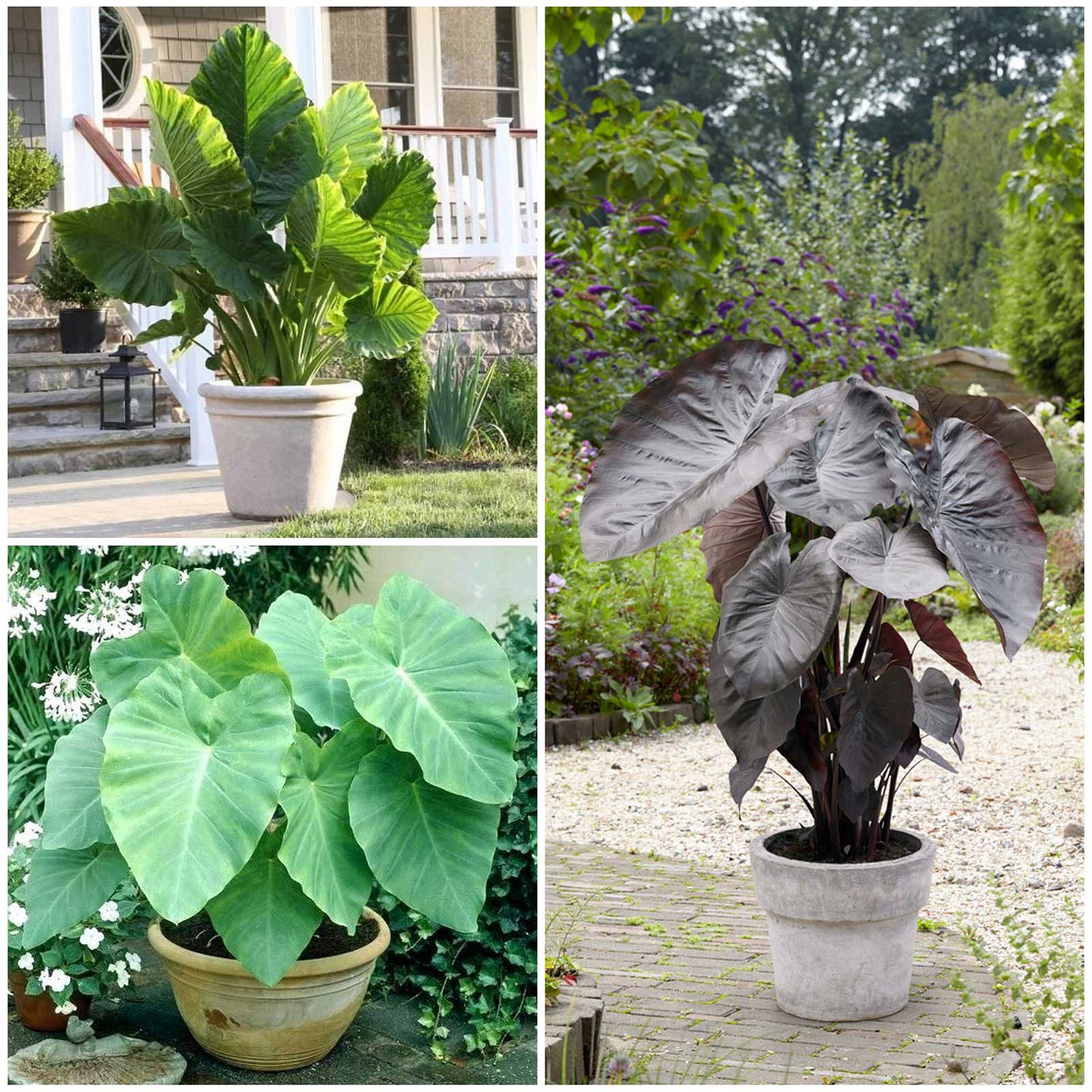 Elephant Ears Collection Spring Flower Bulbs Eden Brothers