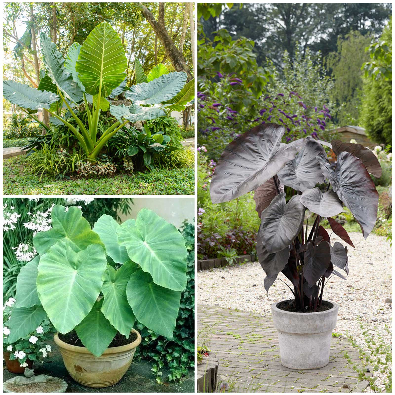 Elephant Ears Jumbo Collection Spring Flower Bulbs Eden Brothers