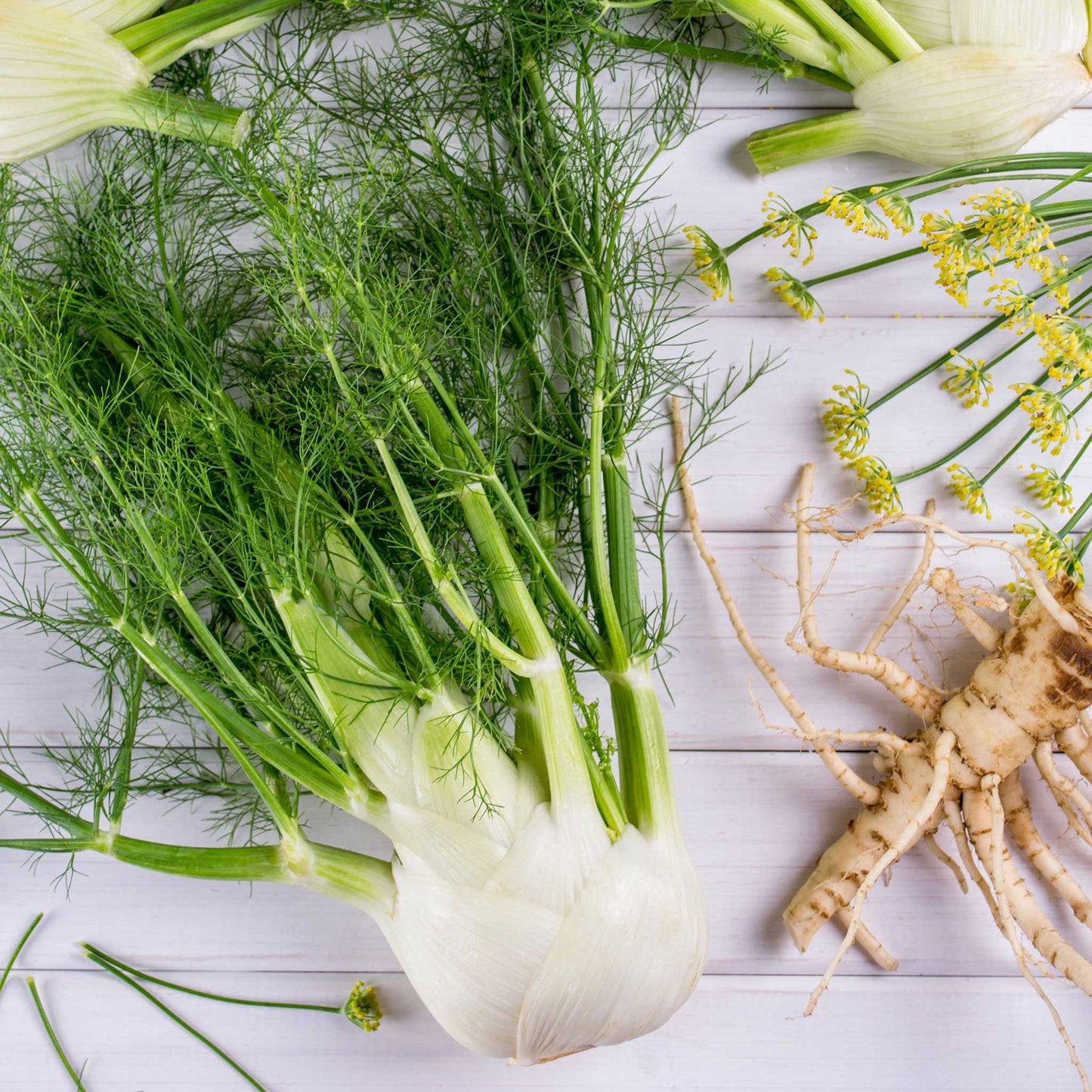 Florence Fennel