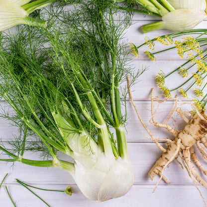 An organic Florence fennel bulb and leaves freshly cleaned and on the table. 