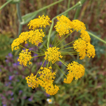 A close-up of a fennel bloom, showing the delicate yellow flowers.