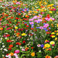 field day flower seed mix