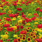 fiery yellow red flower seed mix